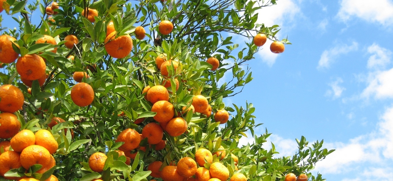 Agrumes: Le Maroc essaie tant bien que mal à sauver cette campagne agricole