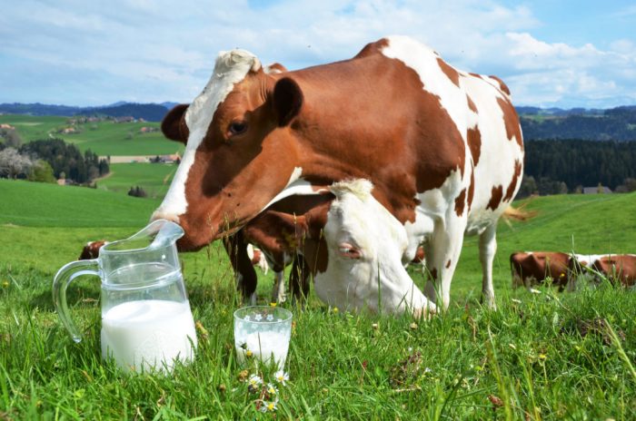 Du maïs ou de l&rsquo;herbe pour nourrir les vaches?