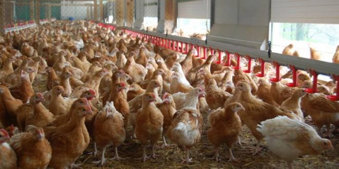Maroc aviculture est en difficulté en raison de la pandémie