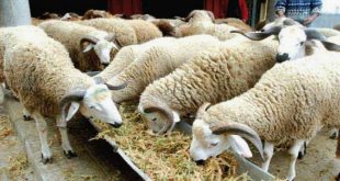 Meknès-Lancement-du-plan-de-sauvegarde-du-bétail-avec-9.000-qtx-d-orge-subventionnée