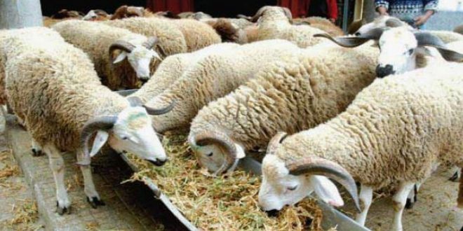 Meknès-Lancement-du-plan-de-sauvegarde-du-bétail-avec-9.000-qtx-d-orge-subventionnée