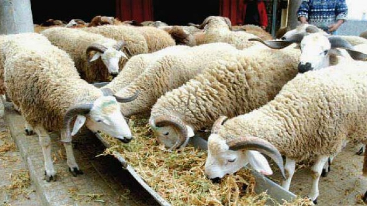 Aïd Al-Adha 1447 : L’offre est suffisante pour répondre à la demande