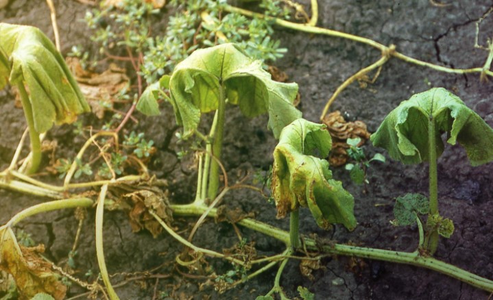 Responsable du flétrissement bactérien sur de nombreuses plantes, une bactérie modifie son ADN !