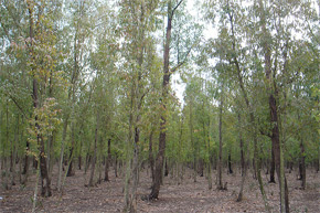 Traitement des arbres de la forêt de Bouskoura