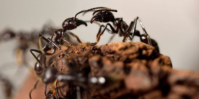 Les fourmis inventèrent l’agriculture il y a des millions d’années