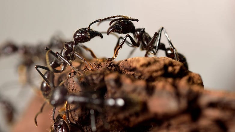 Les fourmis inventèrent l’agriculture il y a des millions d’années