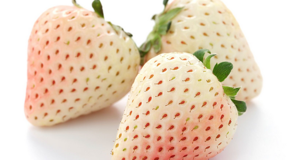 Des scientifiques développent une variété de fraise blanche