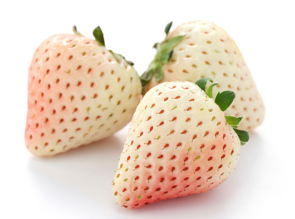 Des scientifiques développent une variété de fraise blanche