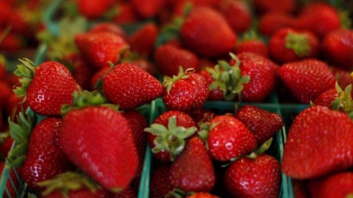 Fraises : la production européenne a reculé de 13 %