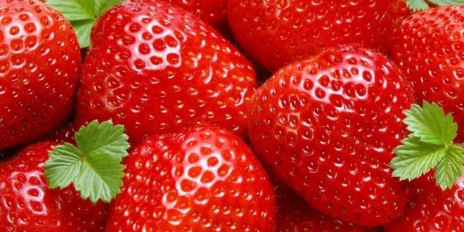 Impact du rayonnement UV-C sur la qualité de la fraise