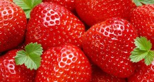 Les emballages bioactifs prolongent la durée de conservation des fraises