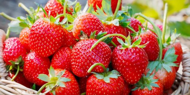 Espagne : Baisse de 20% de la production de fraises