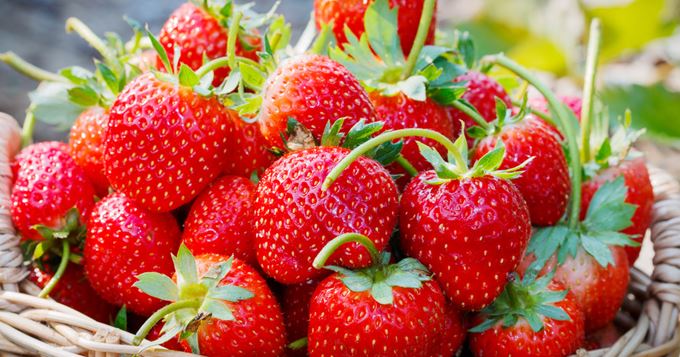 Fraise : la baisse annoncée des surfaces en Égypte peut-elle profiter au Maroc ?