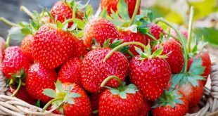 Les effets du silicium en fertigation sur les fraises