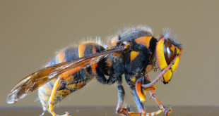 États-Unis-Des-frelons-asiatiques-géants-tuant-les-abeilles-préoccupent-les-apiculteurs