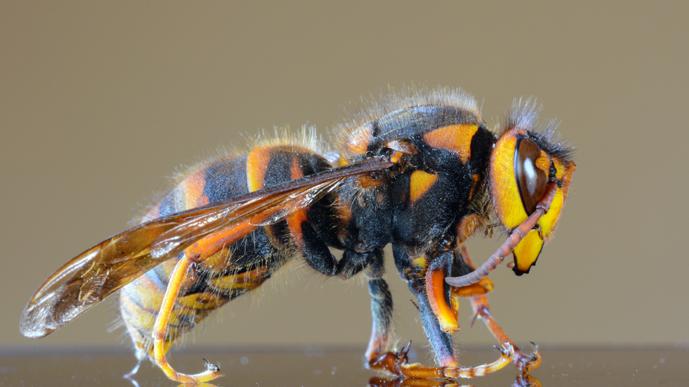 États-Unis : Des frelons asiatiques géants, tuant les abeilles, préoccupent les apiculteurs