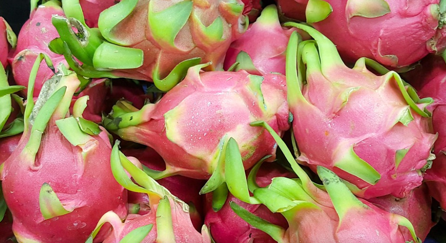 Connaissezvous le fruit du dragon ? AgriMaroc.ma