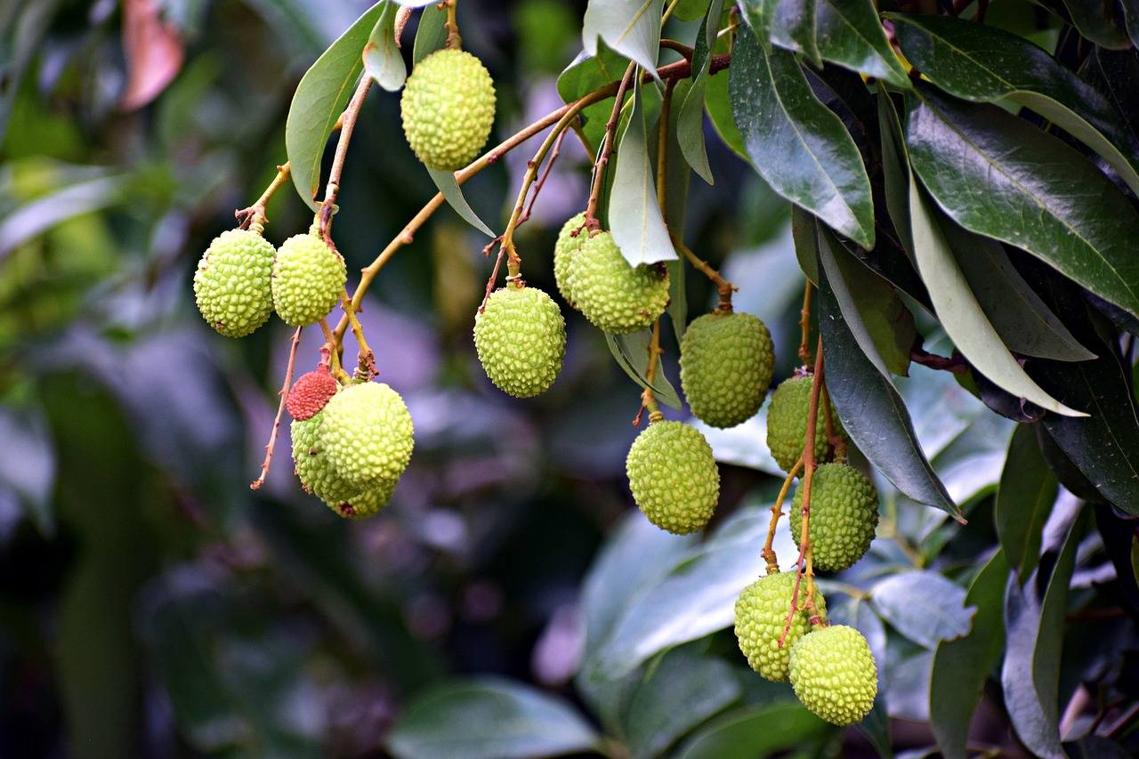 Les agriculteurs grecs misent sur les fruits exotiques face au changement climatique