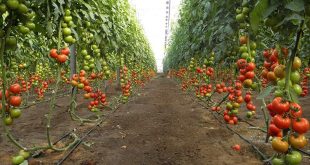 La-Russie-prévoit-une-récolte-record-de-légumes-de-serre-en-2020