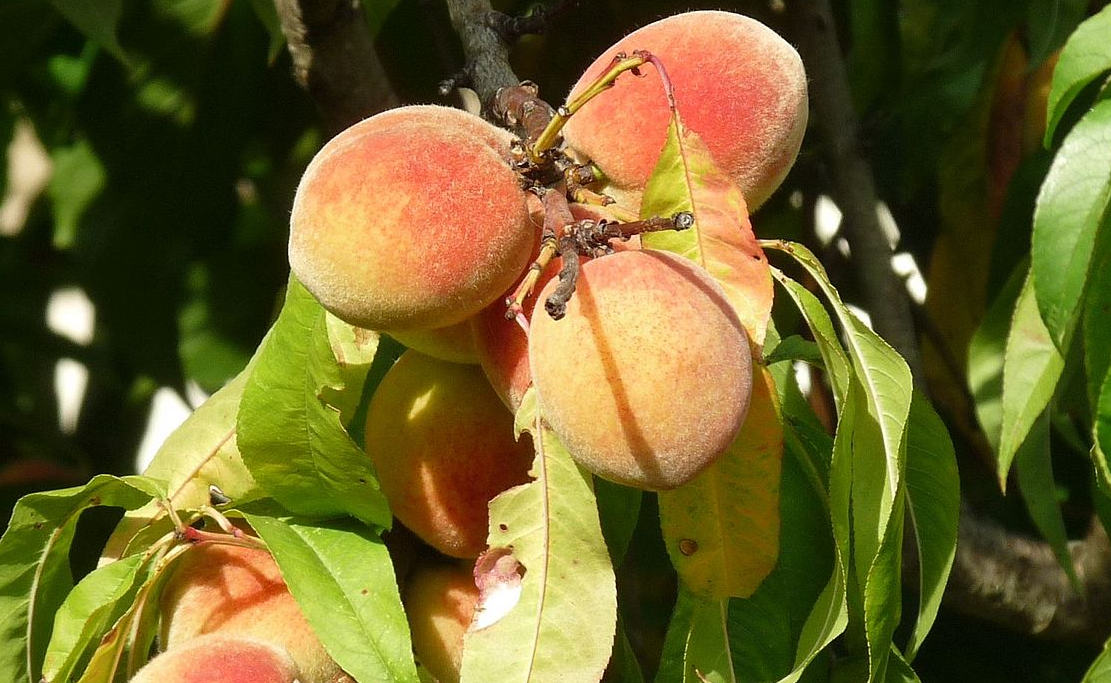 En Tunisie la production de fruits à noyaux progresse