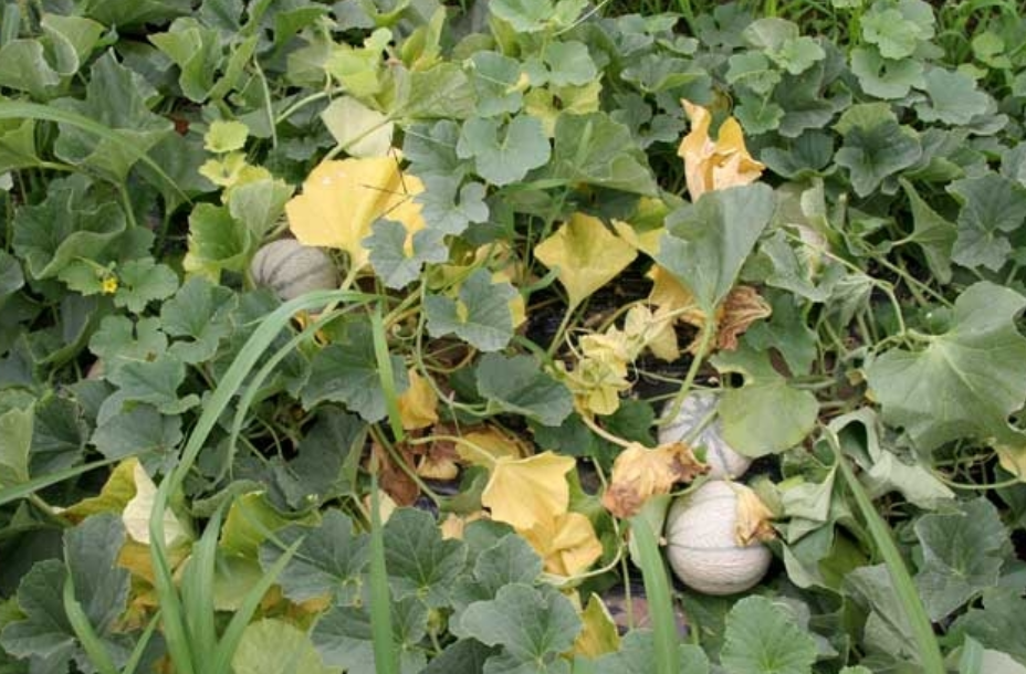 Fusariose du melon : ce que disent vraiment les essais récents