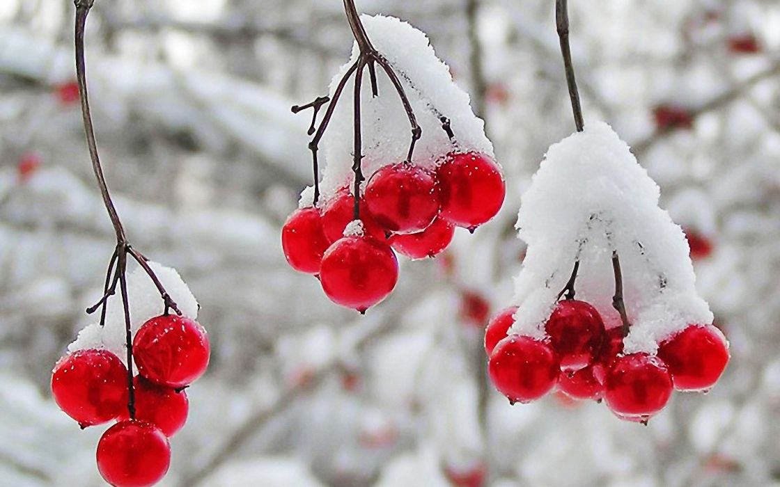 Russie: Le gel réduit la production de fruits de 20%