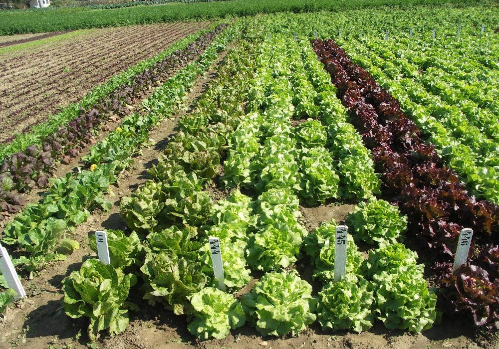 L&rsquo;horticulture en serre indienne se développe fortement