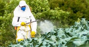 Greenpeace: L'Italie est le 2ème pays exportateur de pesticides interdits