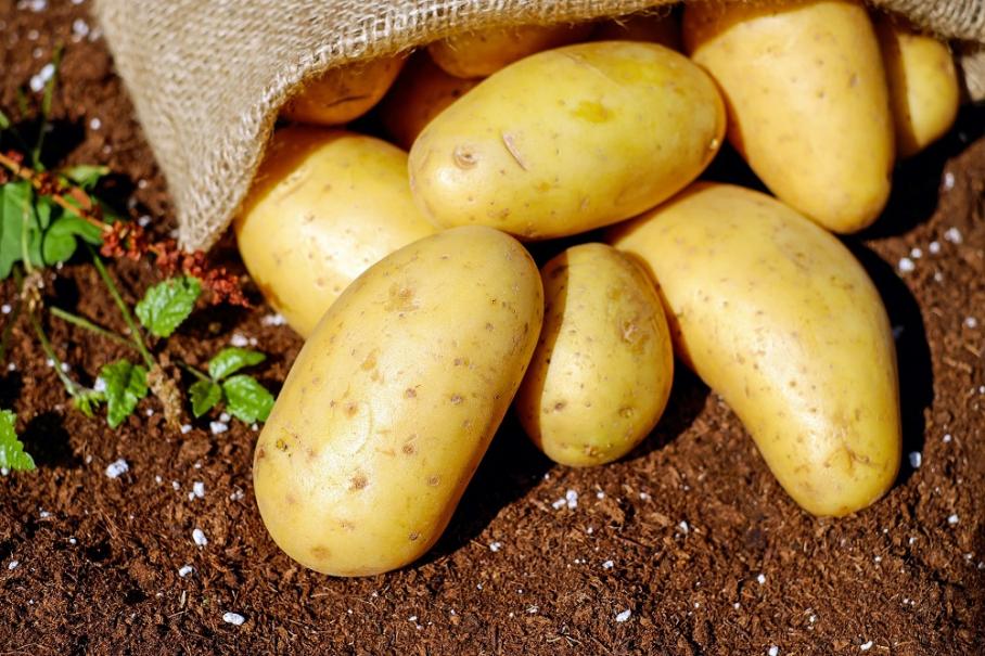 Le Covid-19 fait pression sur les producteurs de pommes de terre en Europe