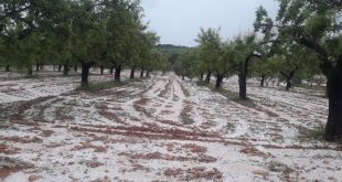 Espagne : La grêle endommage 15.000 hectares de cultures