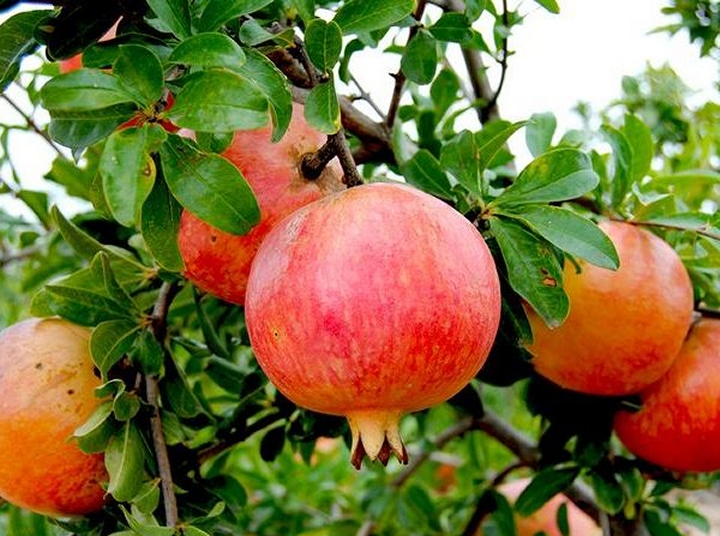 Grenades à Berkane : 23 000 tonnes attendues