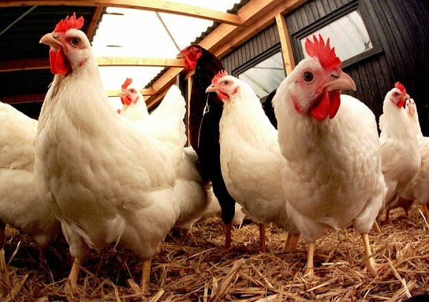 Grippe aviaire: Une menace pour la Chine