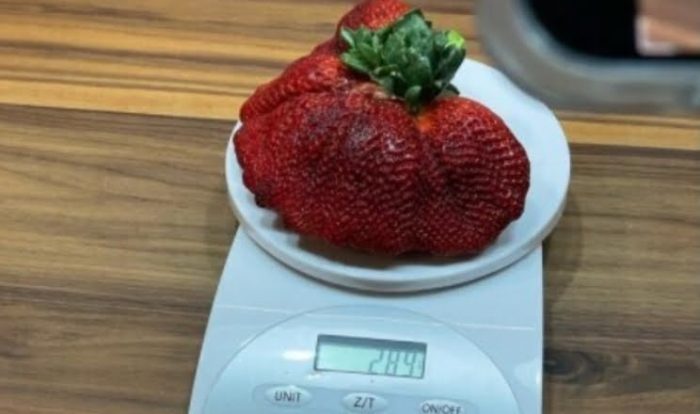 Record : des agriculteurs israéliens ont cultivé une fraise pesant 289 g