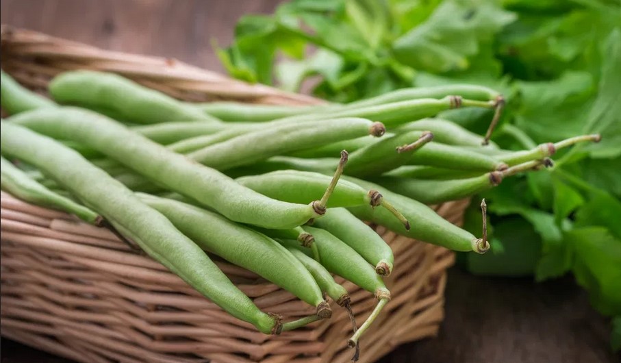 Le Maroc au deuxième rang mondial dans la production de haricot vert