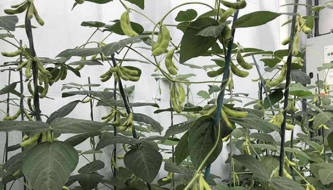 Des scientifiques développent une culture de haricots résiliente au climat