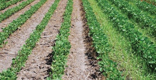 les herbicides offriraient plus de résistance aux bactéries du sol