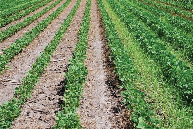 Insolite : les herbicides offriraient plus de résistance aux bactéries du sol