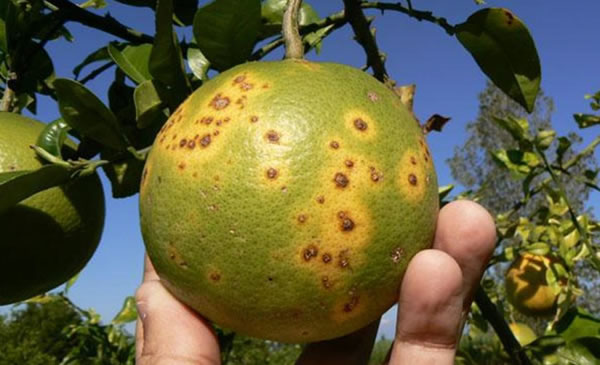 Agrumes : les États-Unis approuvent un insecticide interdit dans l&rsquo;UE