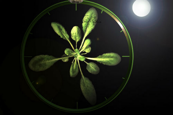 Des études montrent que les plantes ont une horloge biologique