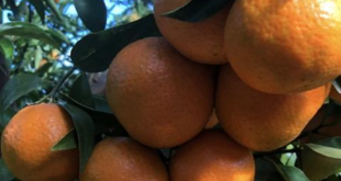 hybrides mandarines tesco