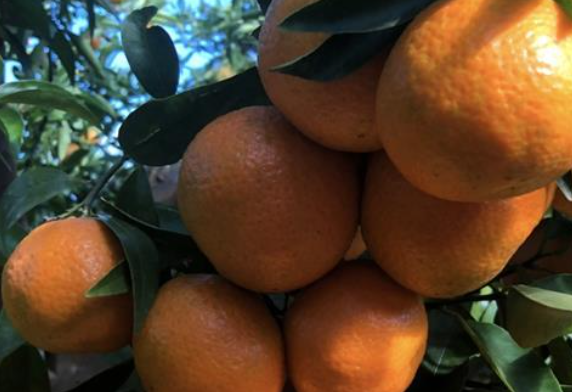 Tesco veut bouleverser le marché des agrumes au Royaume-Uni avec de nouveaux hybrides de mandarine