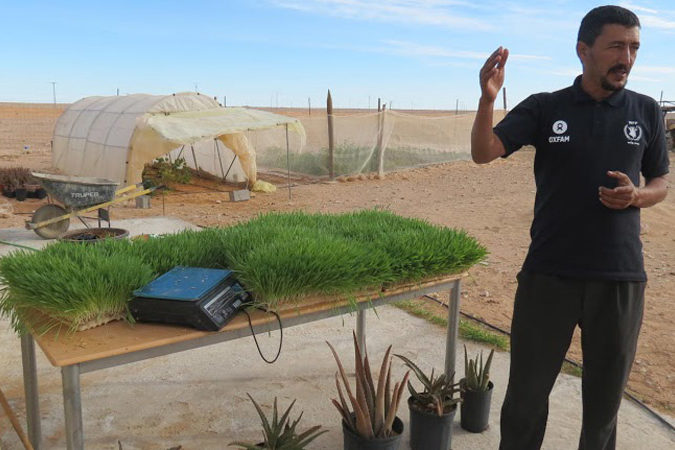 En Algérie, un ingénieur agronome utilise l&rsquo;hydroponie dans le désert