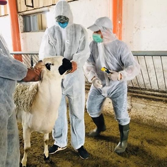 عيد الأضحى 1442 : عملية الذبح مرت في ظروف جيدة على مستوى الجودة و الصحة الحيوانية