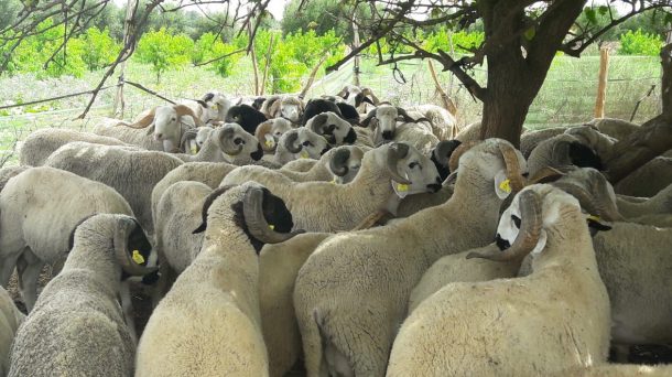 Le secteur de l’élevage génère plus de 35,54 MMDH au Maroc