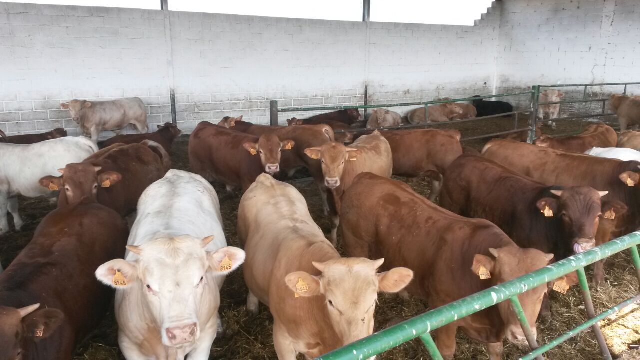 La Fondation pour l’Identification et la Traçabilité Animales « TARKIM » voit le jour