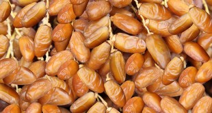Maroc: Premier importateur des dattes tunisiennes