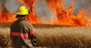 Berrechid : un incendie ravage les récoltes de céréales