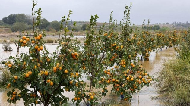 Pluies et inondations au Maroc : un soulagement hydrique entaché de dégâts agricoles