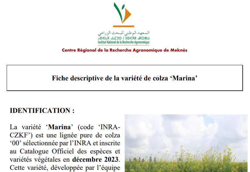 Deux nouvelles variétés de Colza INRA intègrent le catalogue officiel : Redana et Marina