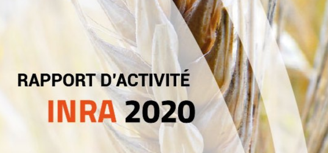 INRA : Parution du rapport d&rsquo;activités de l&rsquo;INRA au titre de l&rsquo;année 2020